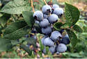 Foto Heidelbeeren